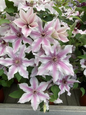Clematis Ithemba