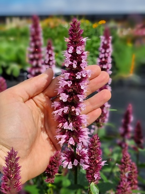 Agastache Beelicious Pink