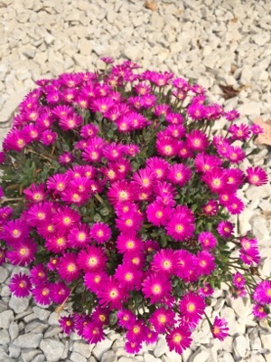 Delosperma-Jewel of Desert Opal_Garden