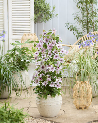 Clematis Ithemba