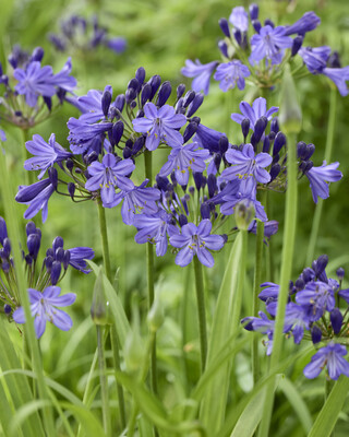 Agapanthus Fairy Blue
