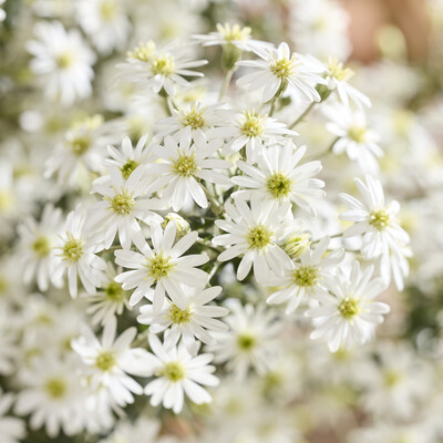 Olearia Spring Bling