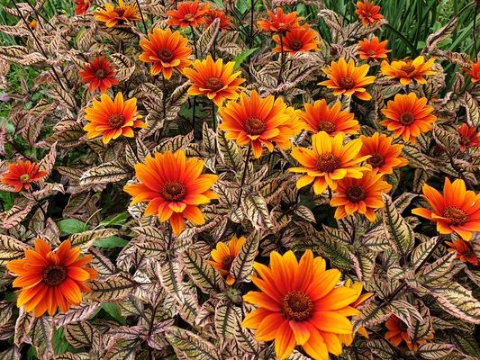 Heliopsis Orange Marble