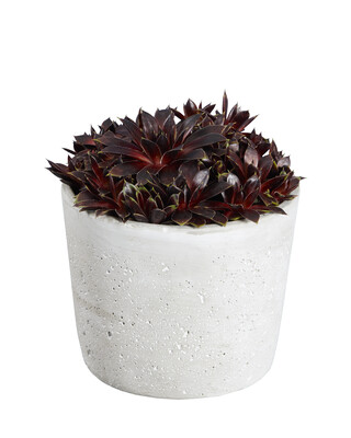 Sempervivum Coconut Crystal