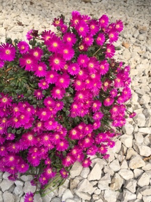 Delosperma-Jewel of Desert Opal_Flower