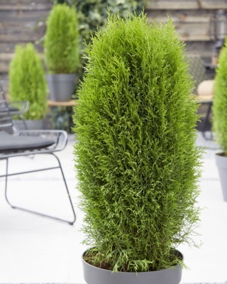 Thuja-Totem Smaragd_Foliage