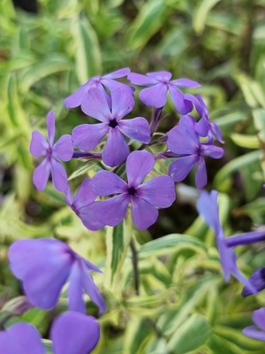 Phlox Blue Ribbons