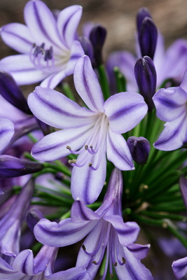 Agapanthus Poppin' Star