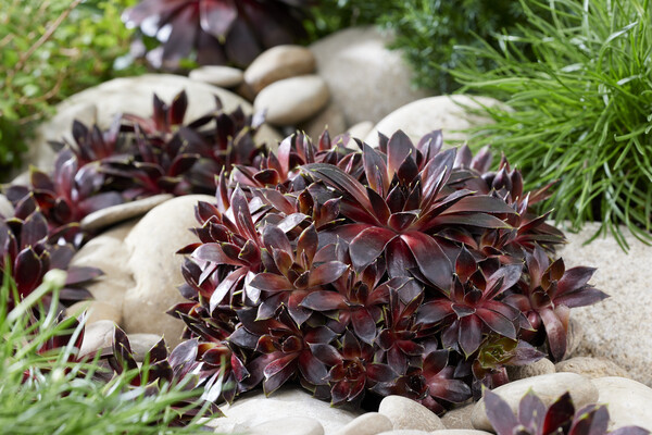 Sempervivum Coconut Crystal