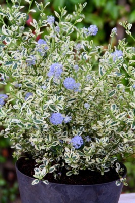 Ceanothus-Cool Blue_Pot