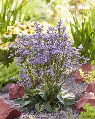 Limonium-Dazzle Rocks_Garden