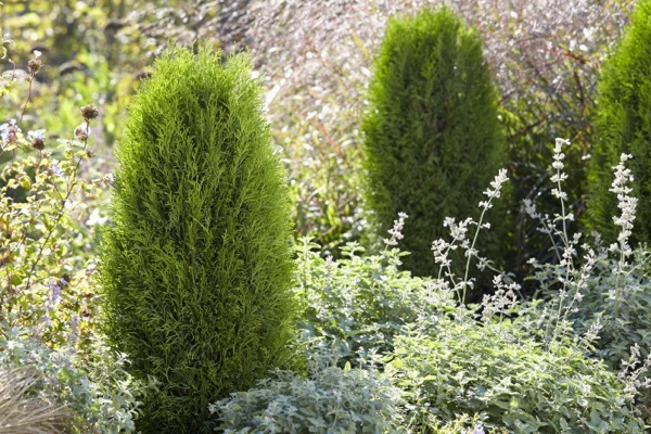 Thuja-Totem Smaragd_Garden