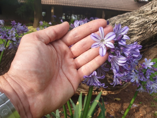 Agapanthus Poppin' Star