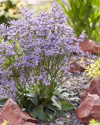 Limonium-Dazzle Rocks_Garden