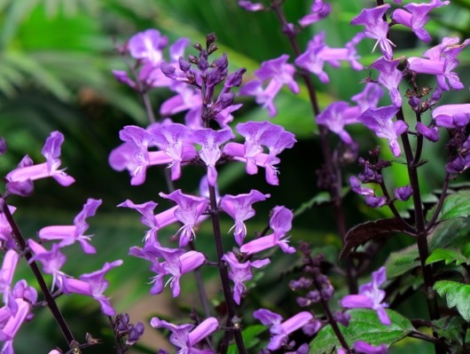 Plectranthus-Magic Mona Purple_Flowers