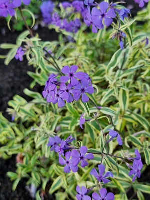 Phlox Blue Ribbons