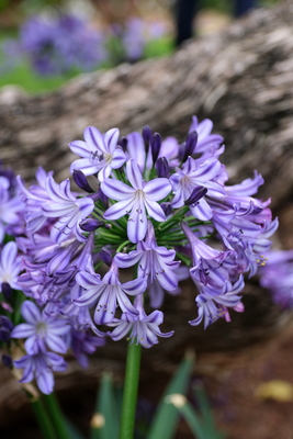 Agapanthus Poppin' Star