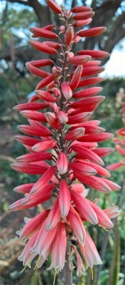 Aloe-Safari Rose_Close up flower