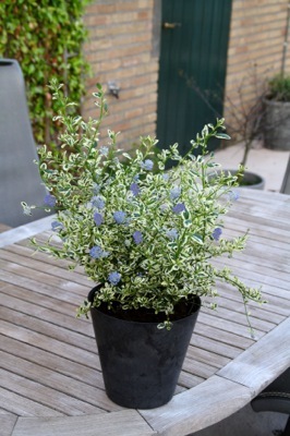 Ceanothus-Cool Blue_Patio