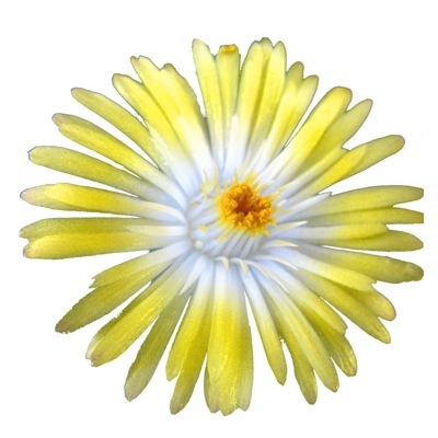 Delosperma-Peridot_Close up flowe