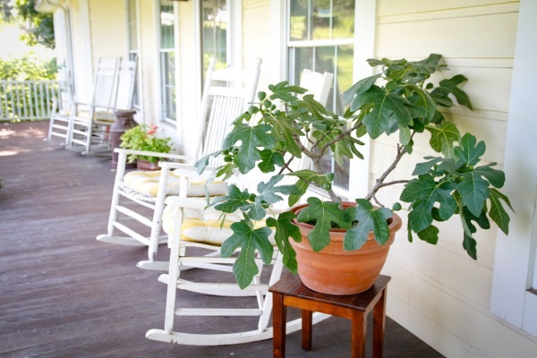 Ficus-Fignomenal_Patio