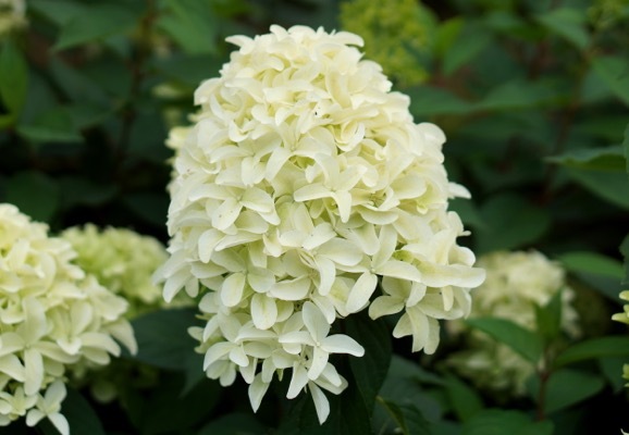 Hydrangea-Skyfall_Close up flower