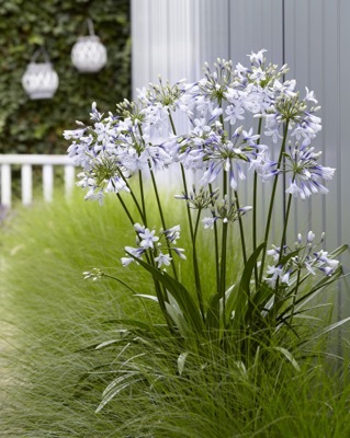 Agapanthus-Twister_Garden