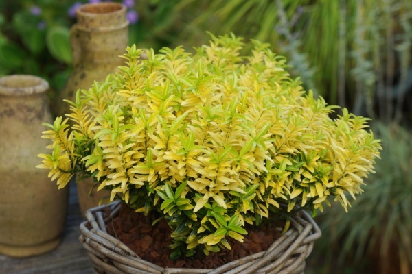 Euonymus-Happiness_Patio 