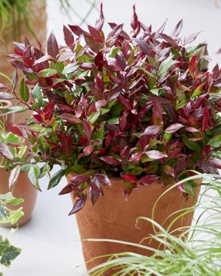 Leucothoe-Little Flames_Patio