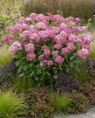 Hydrangea Candybelle Sorbet