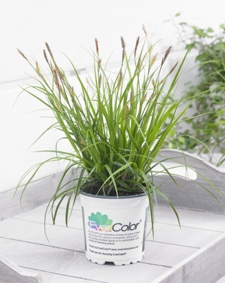 Carex-Everlime_Pot