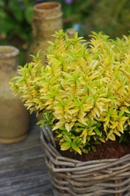 Euonymus-Happiness_Patio 