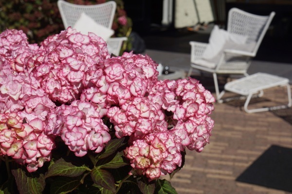 Hydrangea-Miss Saori_Patio