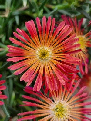 Delosperma Ocean Sunset Scarlet Flare