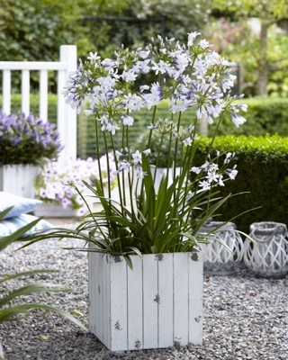 Agapanthus-Twister_Patio