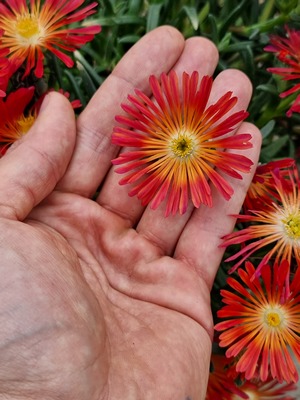 Delosperma Ocean Sunset Scarlet Flare