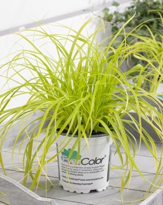 Carex-Everillo_Pot