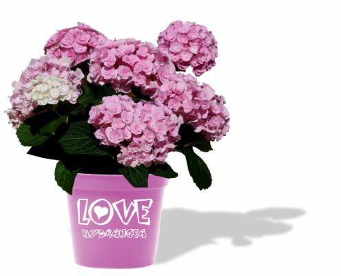 Hydrangea-Love_Pot