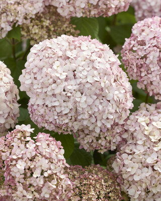 Hydrangea Standup Pink