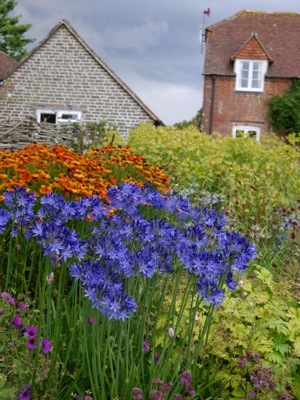 Agapanthus-Northern Star_Garden