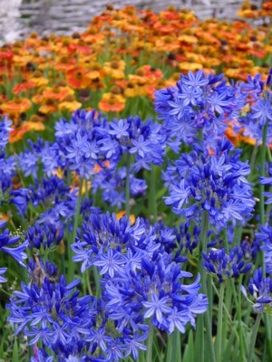 Agapanthus-Northern Star_Flower