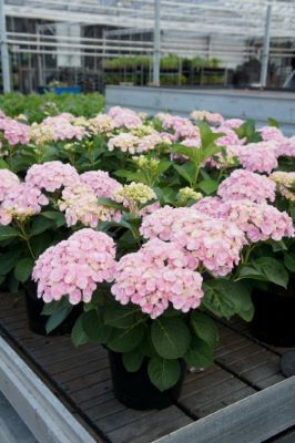 Hydrangea-Love_Nursery