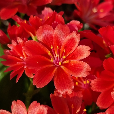 Lewisia Sunset Glow