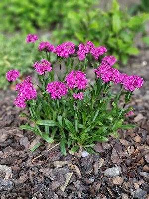 Lychnis Cherry Bubbles