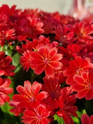 Lewisia Sunset Glow