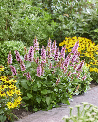 Agastache Beelicious Pink