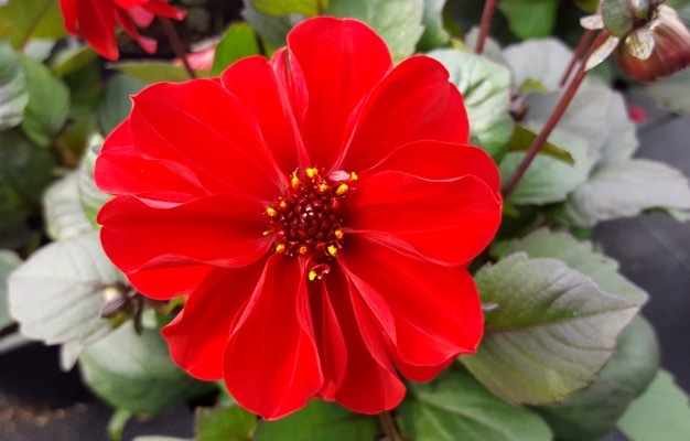 Dahlia-Dreamy Lips_Close up flower