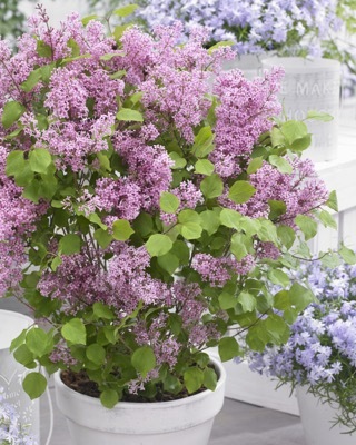 Syringa-Flowerfesta Pink_Patio