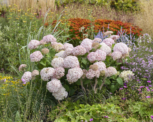 Hydrangea Standup Pink