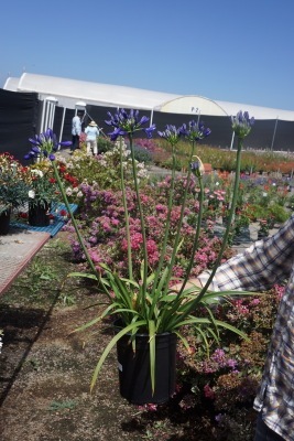 Agapanthus-Northern Star_Pot